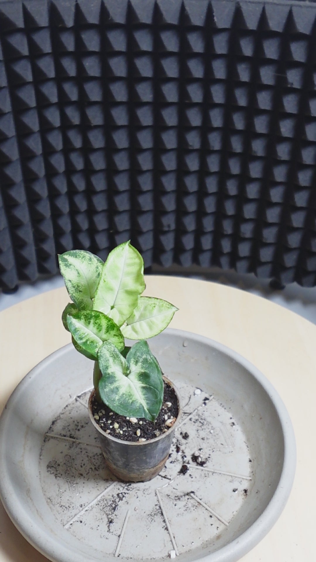 Syngonium pixie