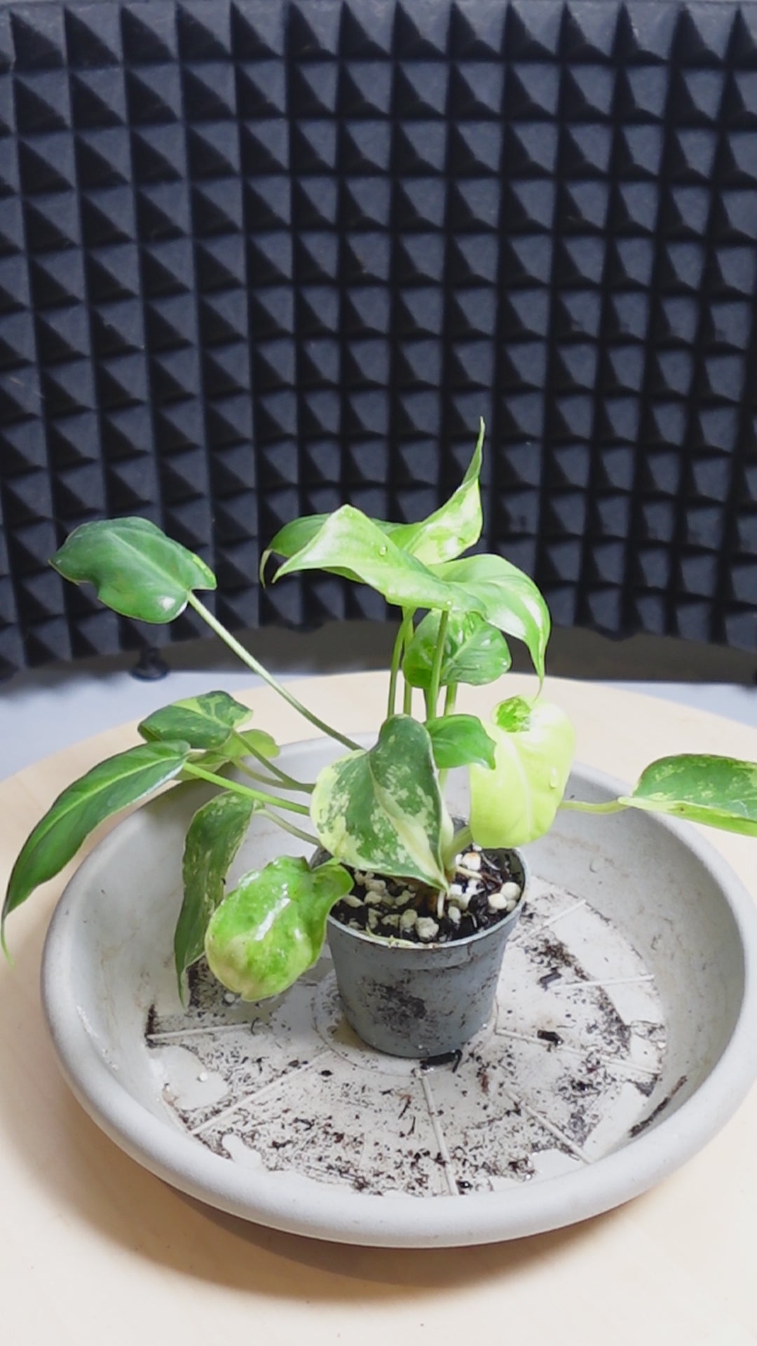 Philodendron burle-marx 'Variegata'