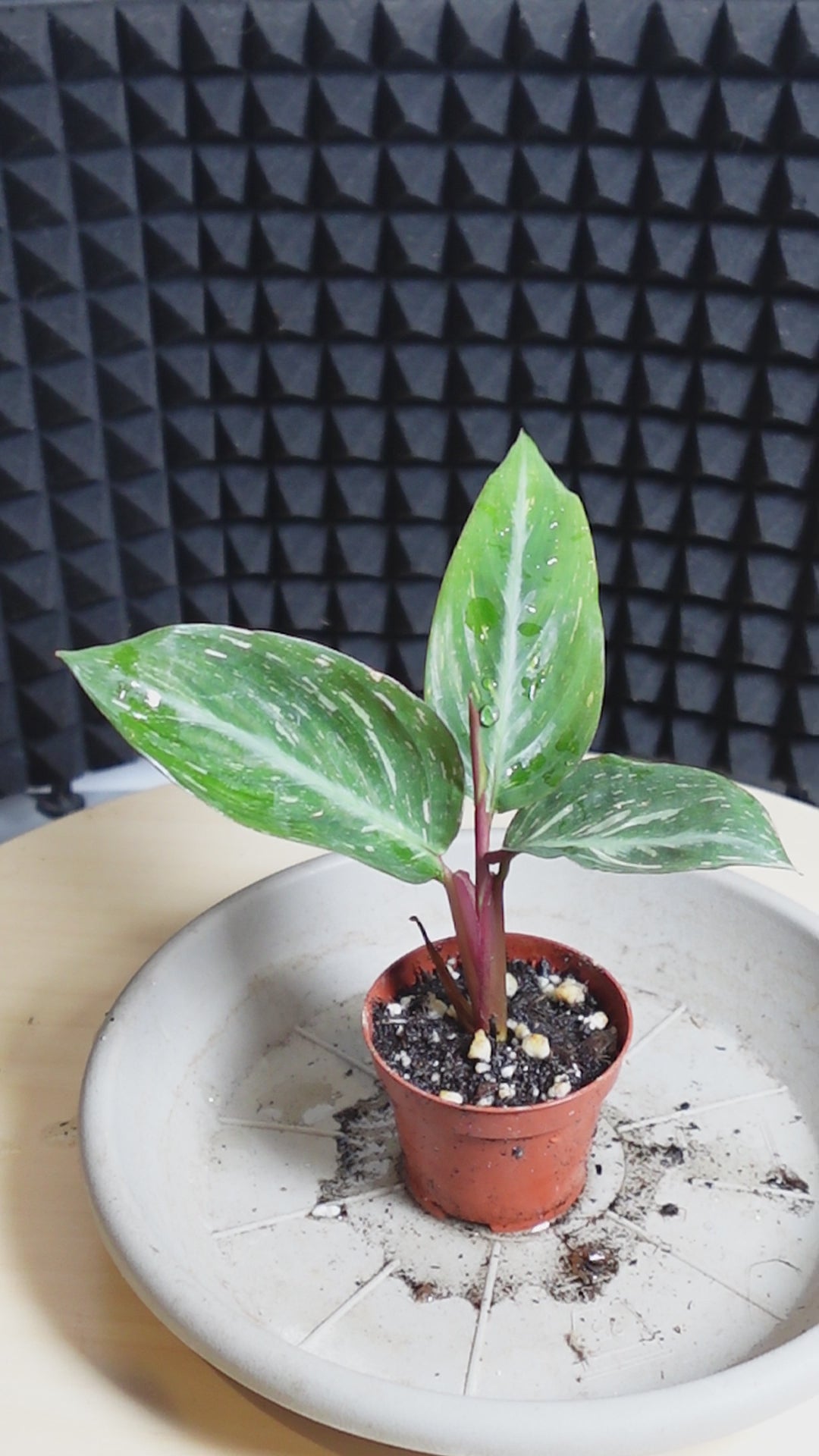 Calathea Stromanthe 'Magic Star'