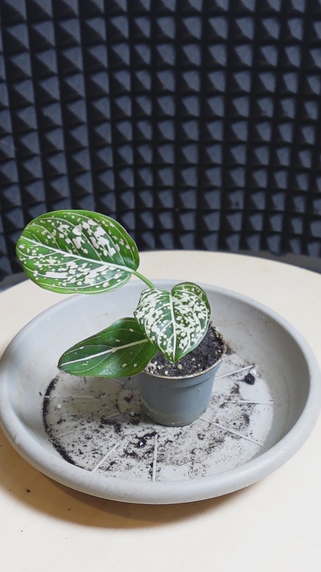 Aglaonema 'Snowflake'