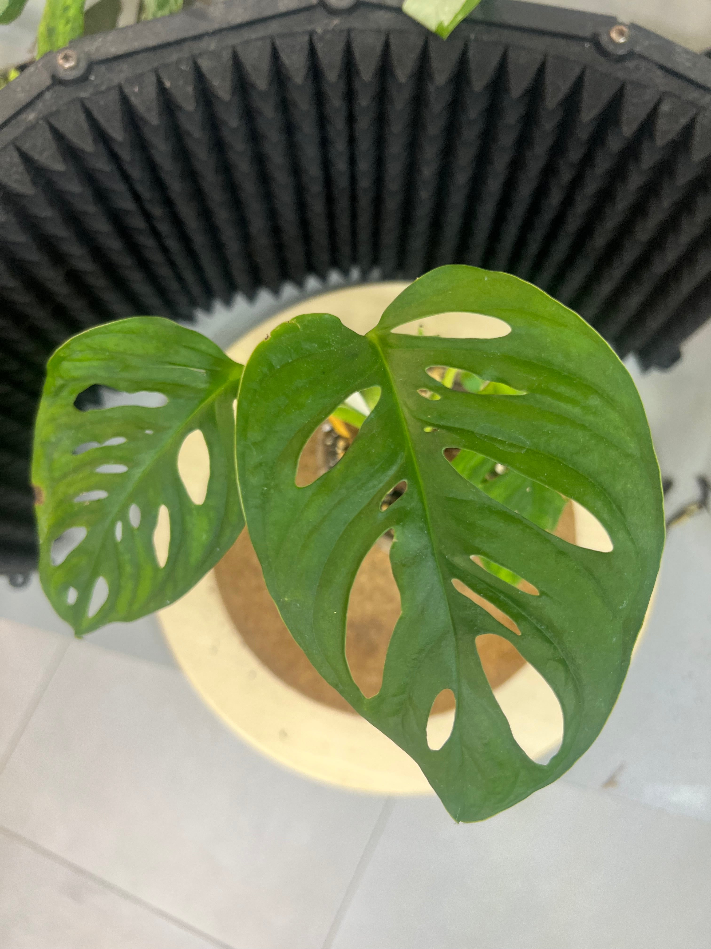 Monstera