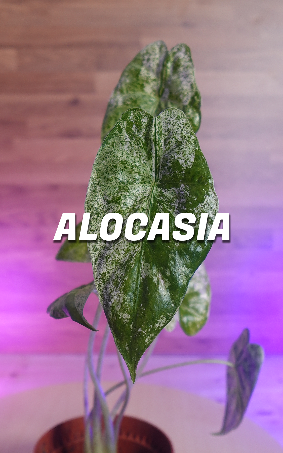 Alocasia