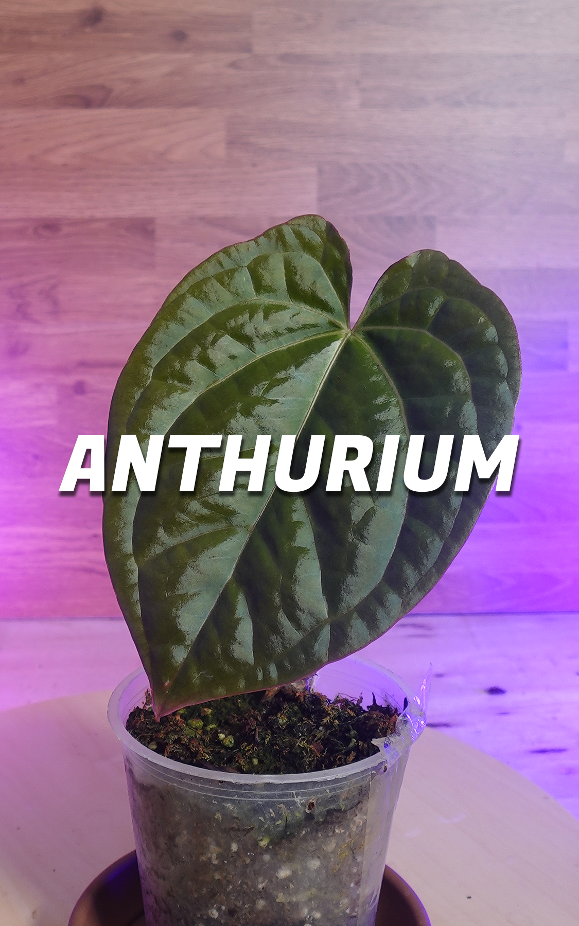 Anthurium