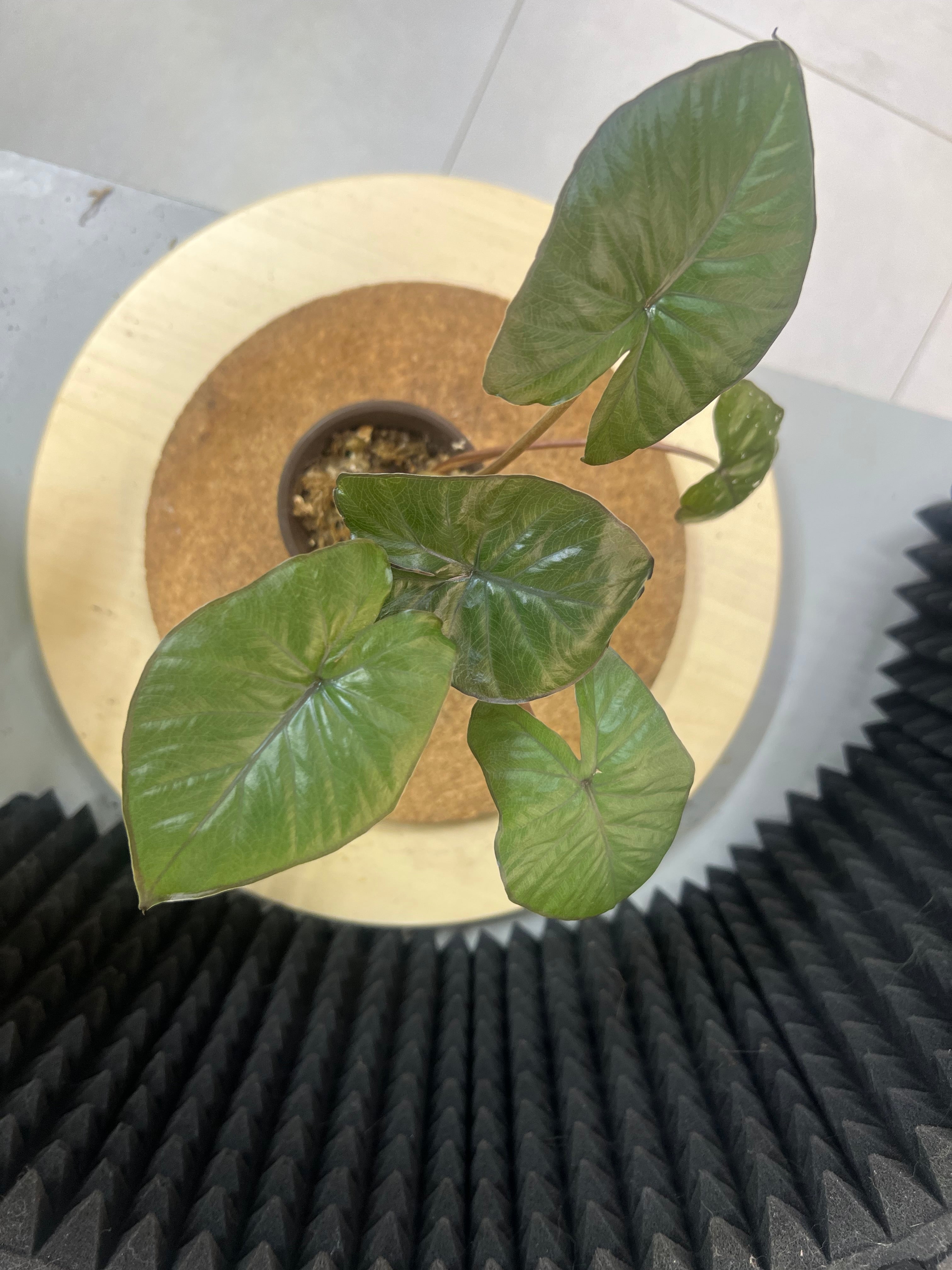 Alocasia