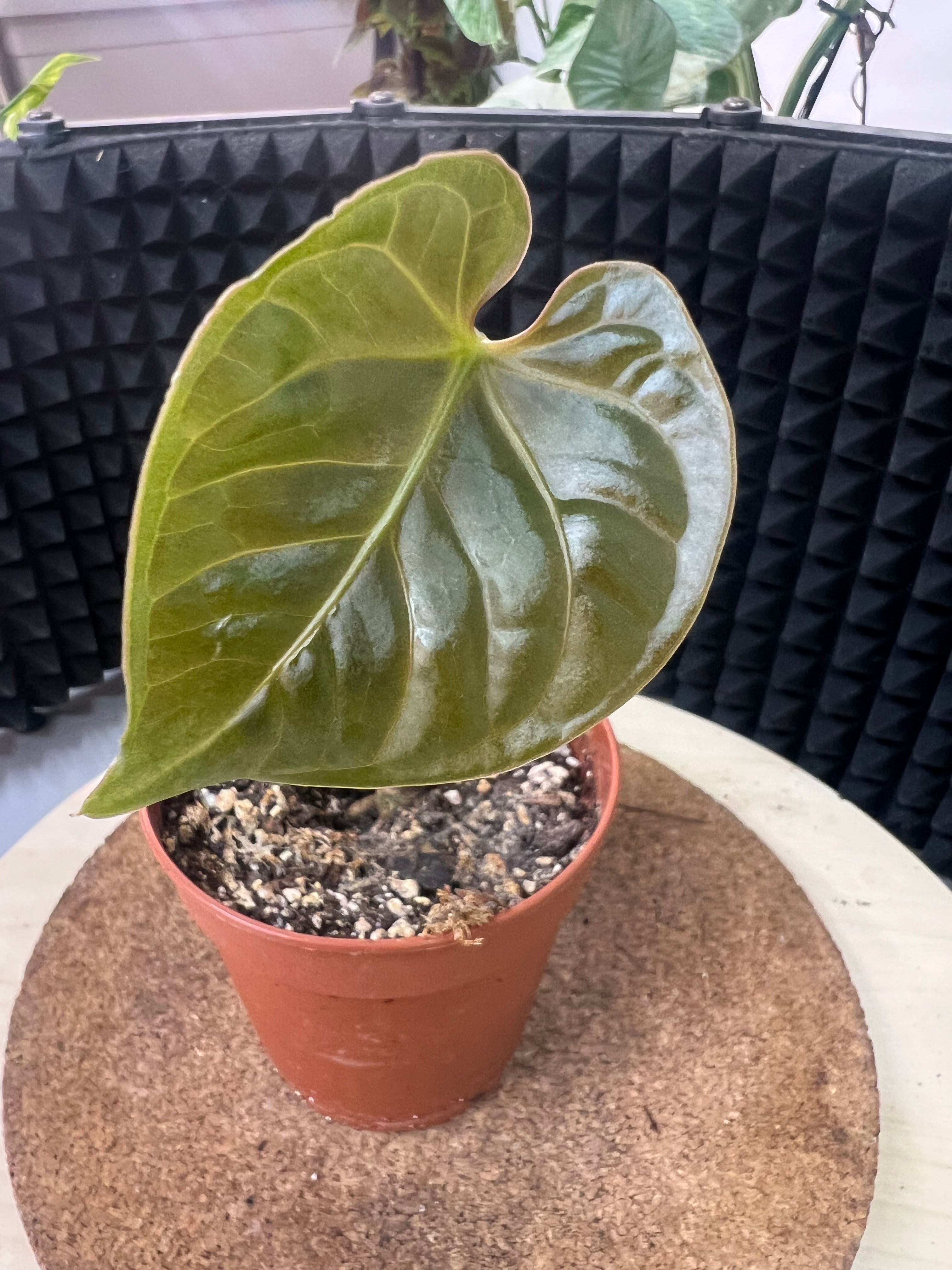 Anthurium