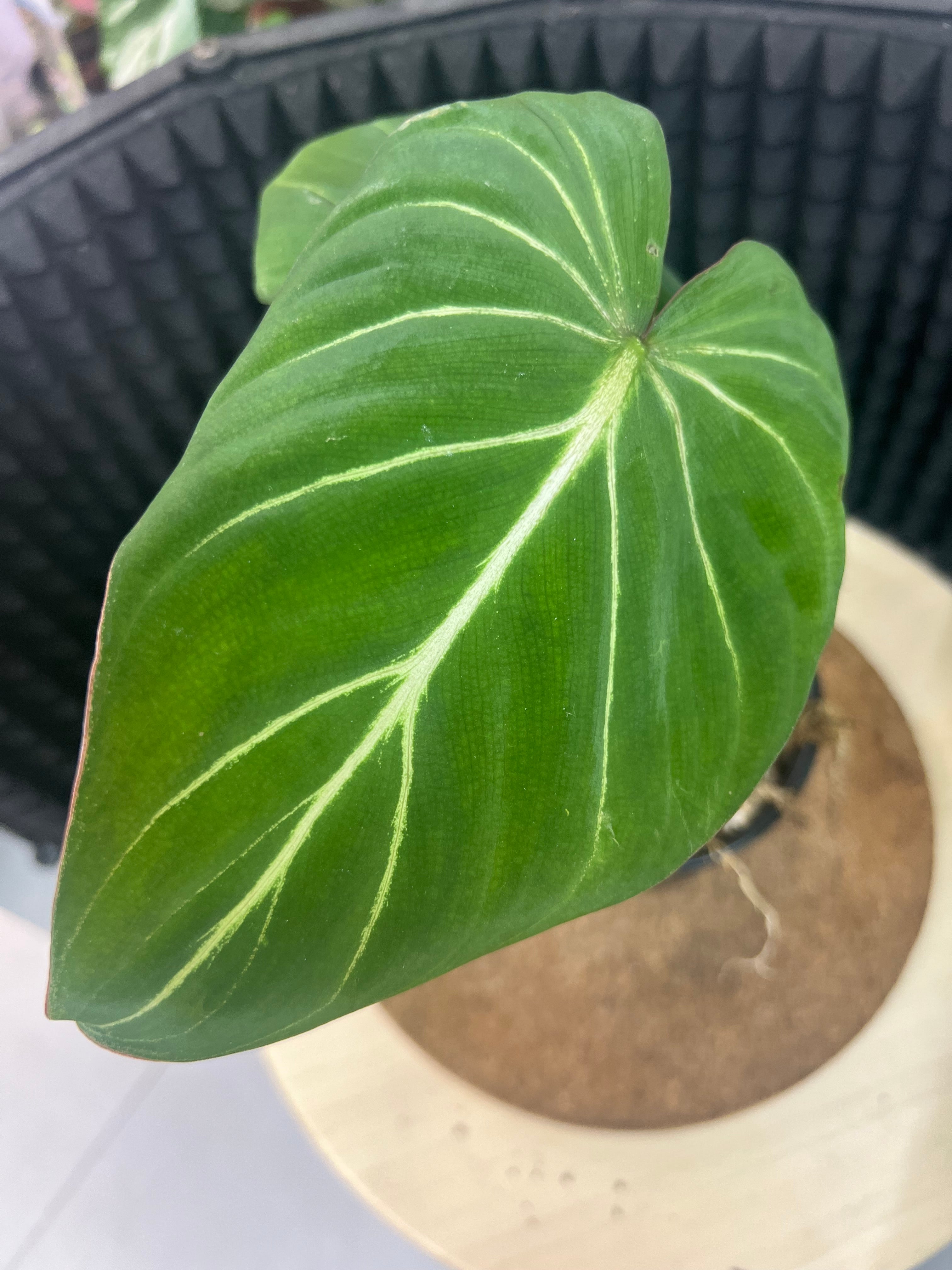 Philodendron
