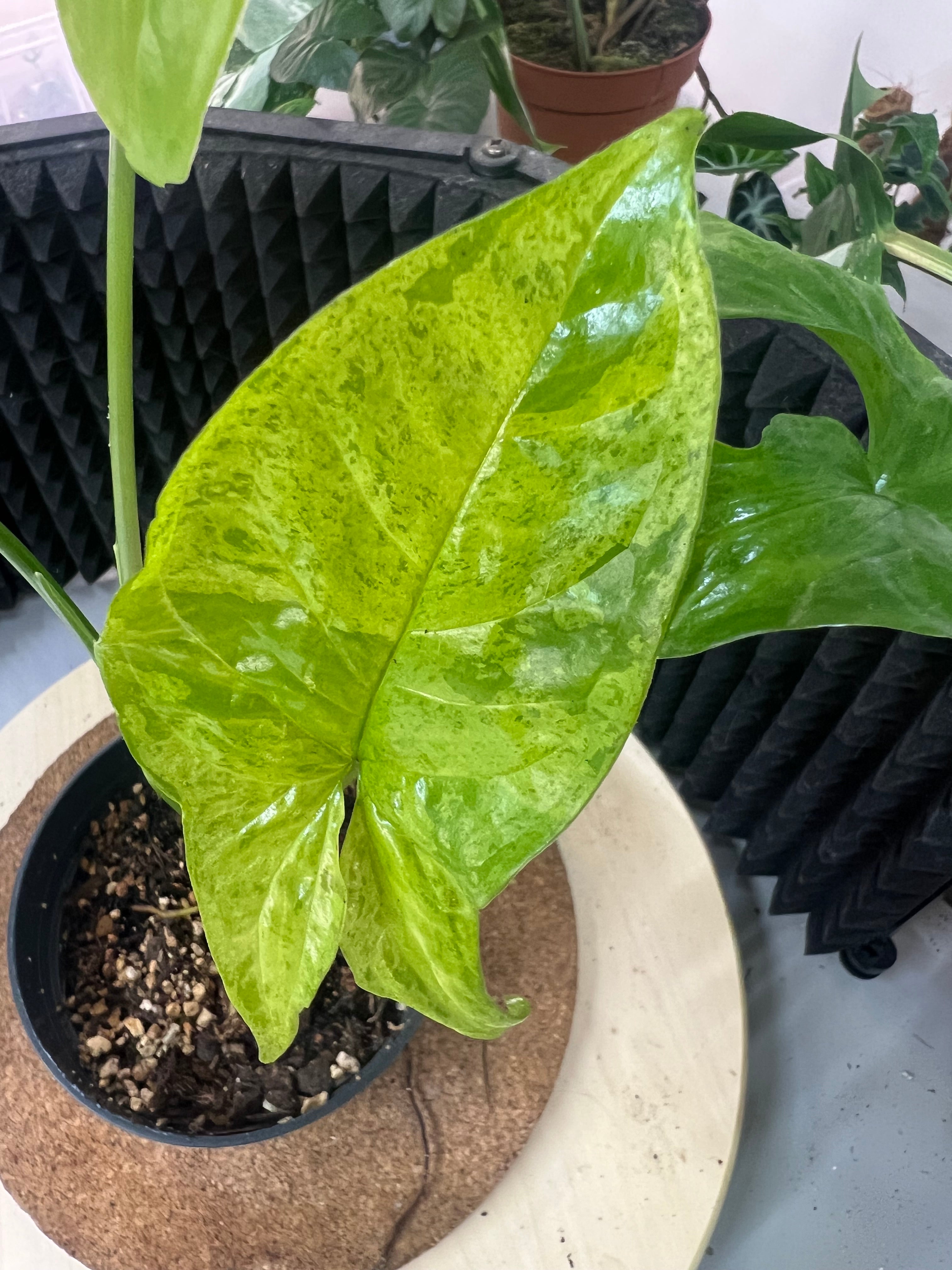 Syngonium