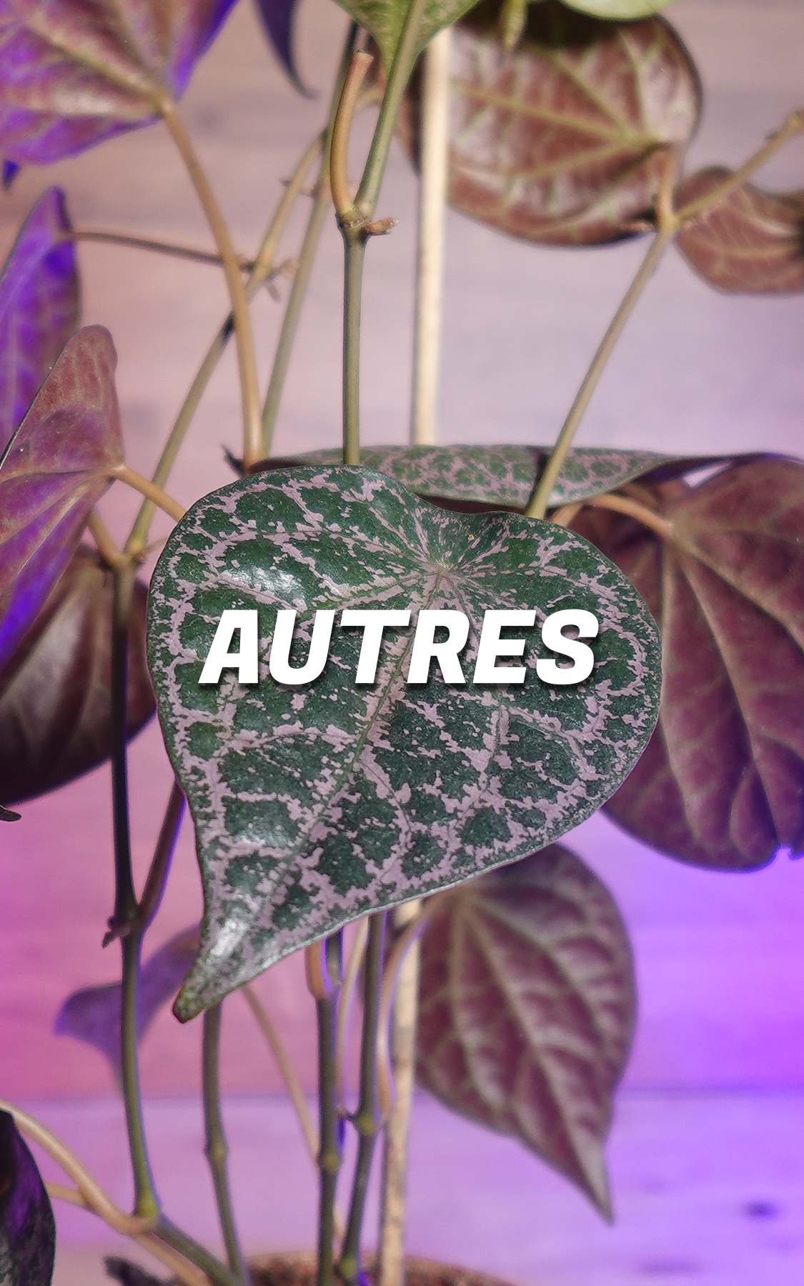 Autres