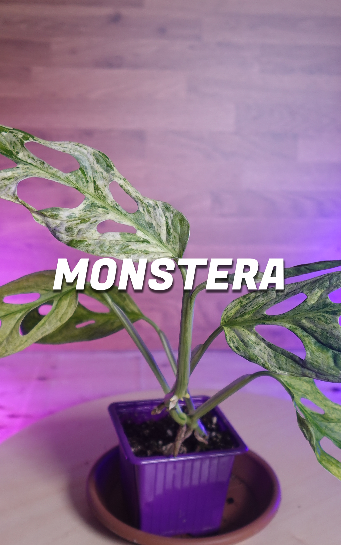 Monstera