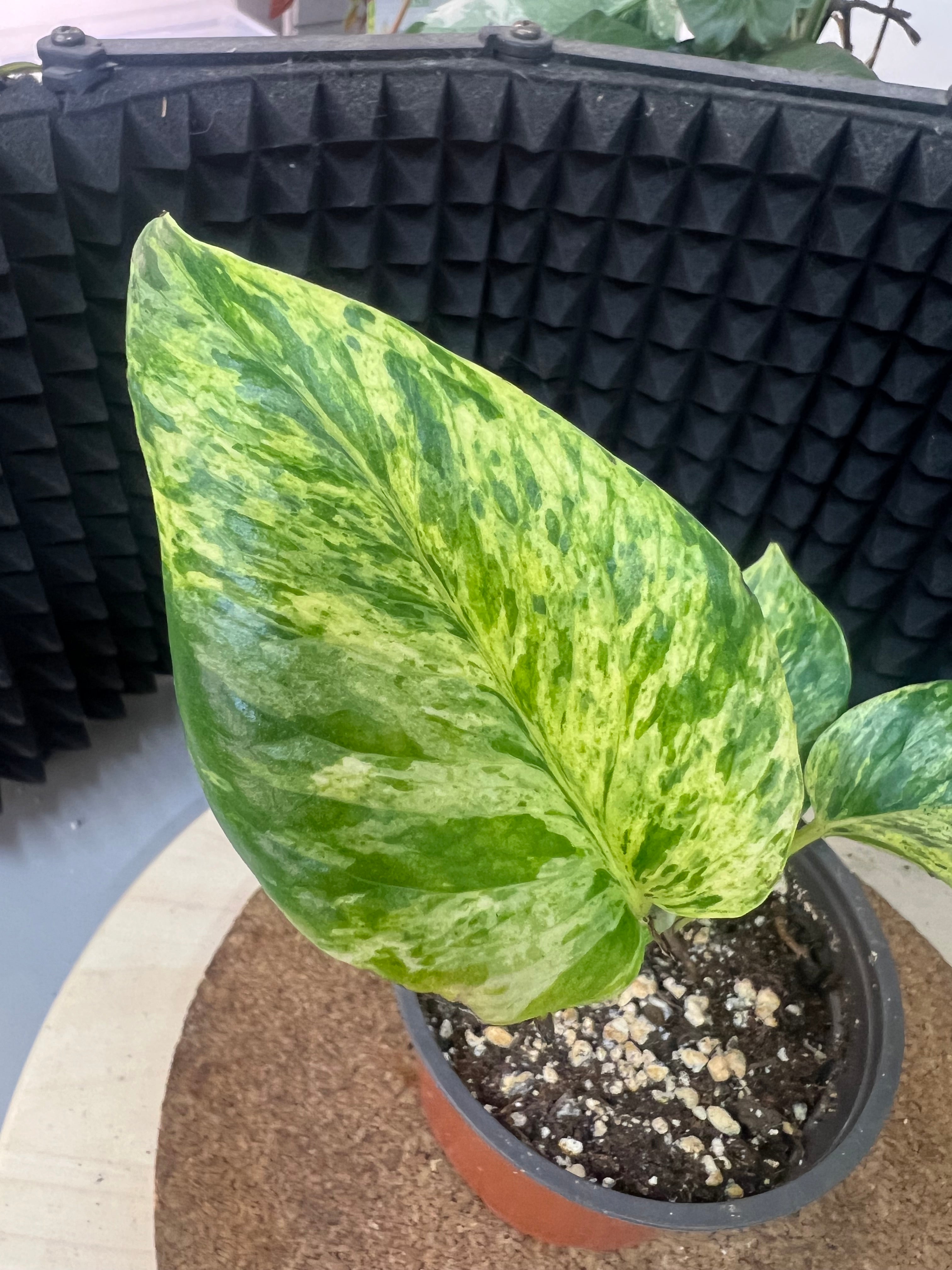 Epipremnum