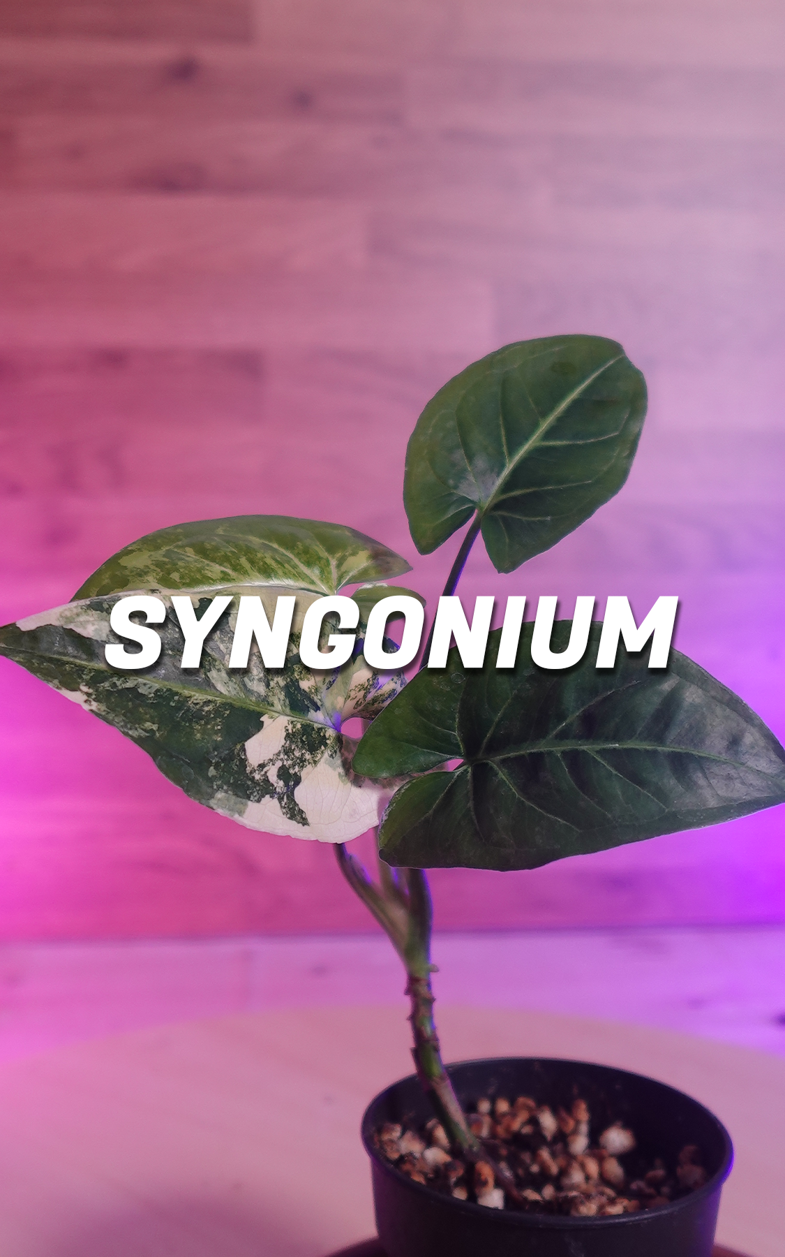 Syngonium