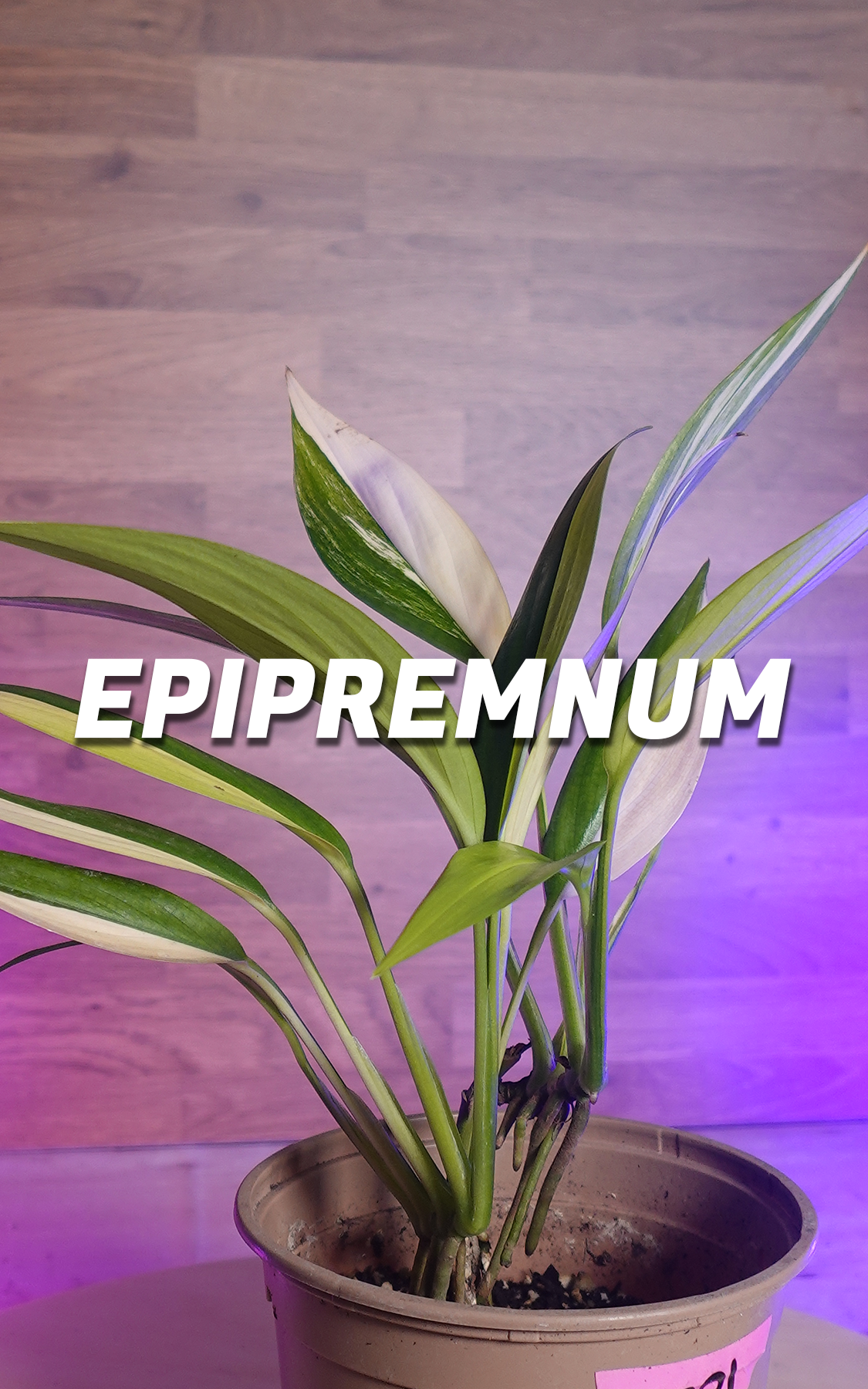 Epipremnum