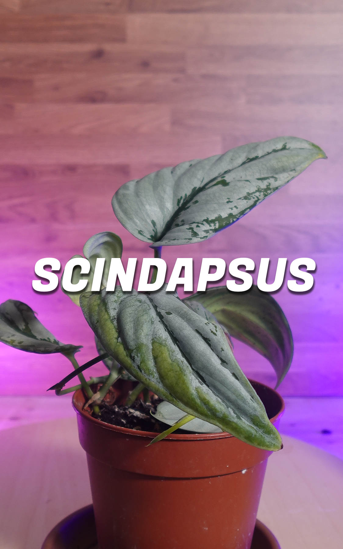 SCINDAPSUS