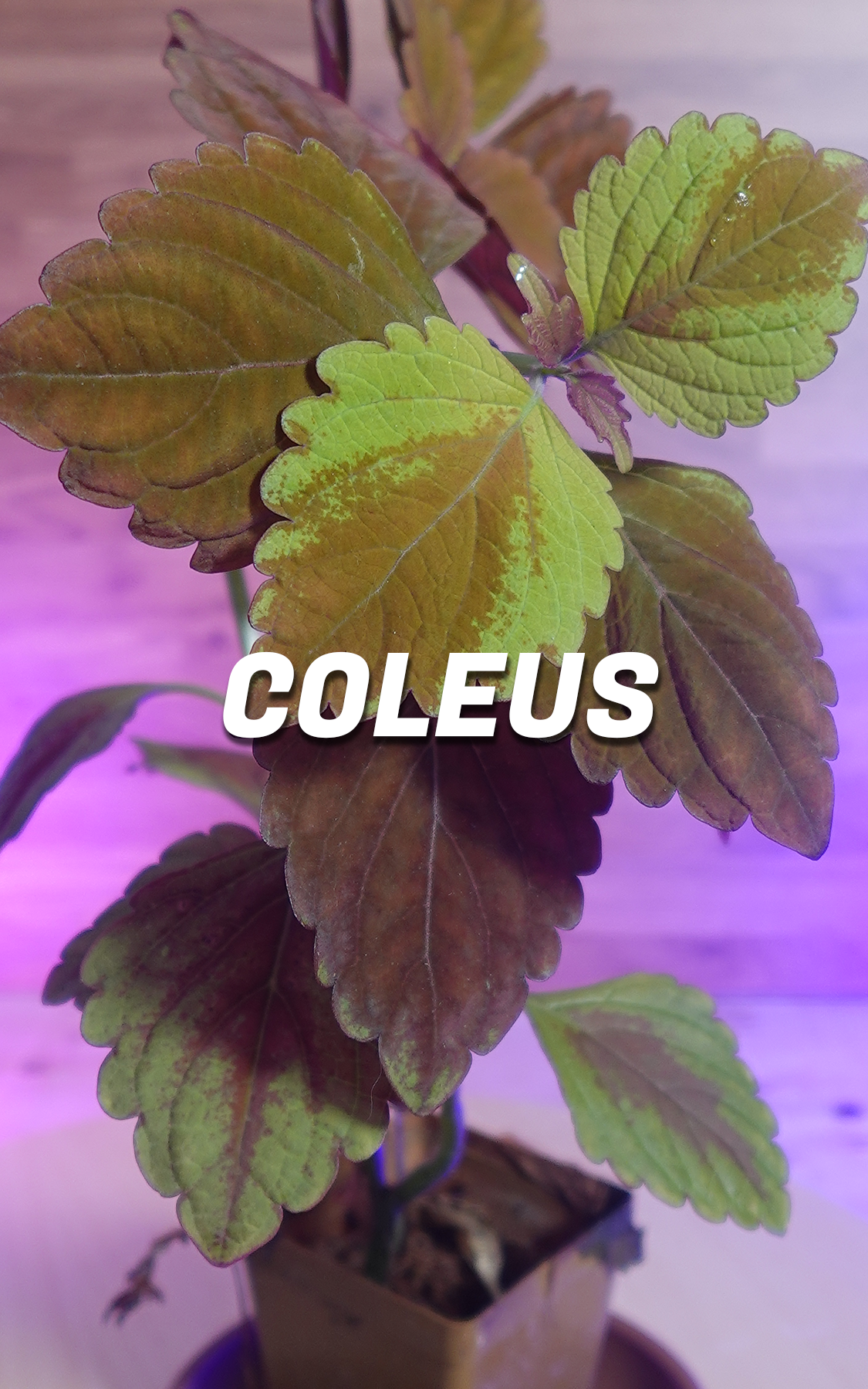 coleus