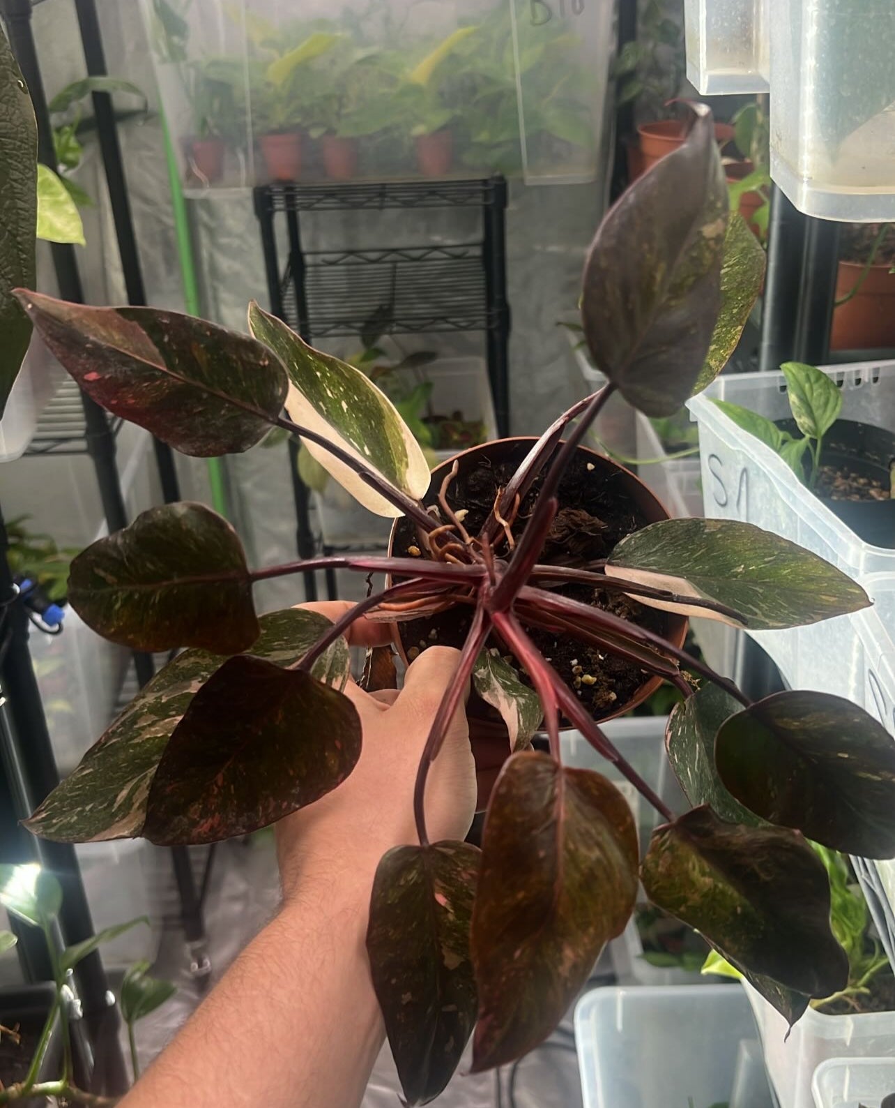 Philo pink Sandra insta