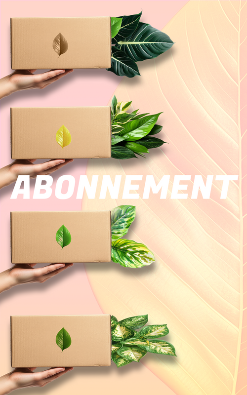 Abonnement Boite mystère plante