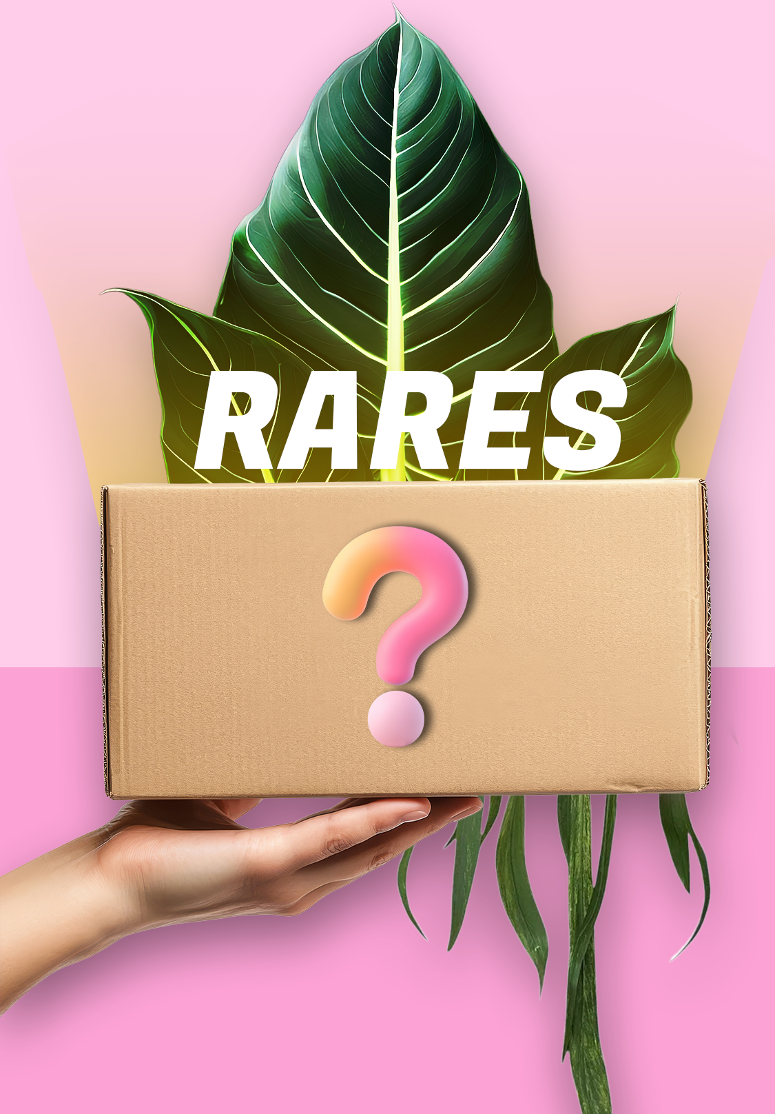 Boite mystère plantes rares