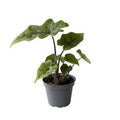 Alocasie 'Jacklyn' ( 10 cm )