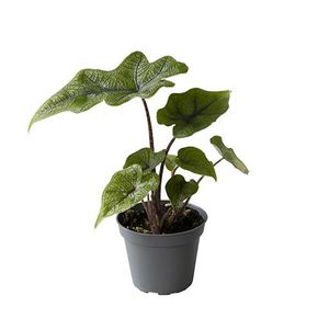 Alocasie 'Jacklyn' ( 10 cm )