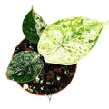 Alocasia 'Dragon Scale Mint' ( 12 cm )