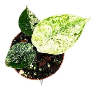 Alocasia 'Dragon Scale Mint' ( 12 cm )