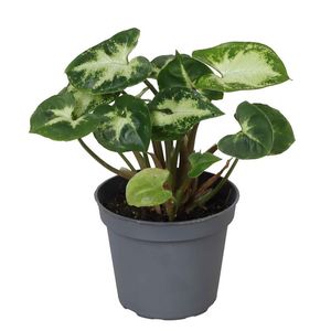 Syngonium 'Pixie' ( 15 cm )
