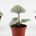 Anthurium luxurians ( 20 cm )