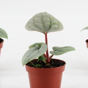 Anthurium luxurians ( 20 cm )