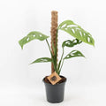 Monstera epipremnoides 'Esqueleto ( 50 cm )