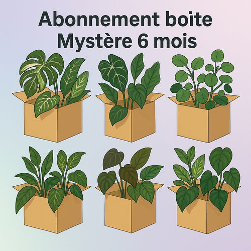 Abonnement Boite mystère plante 6 MOIS