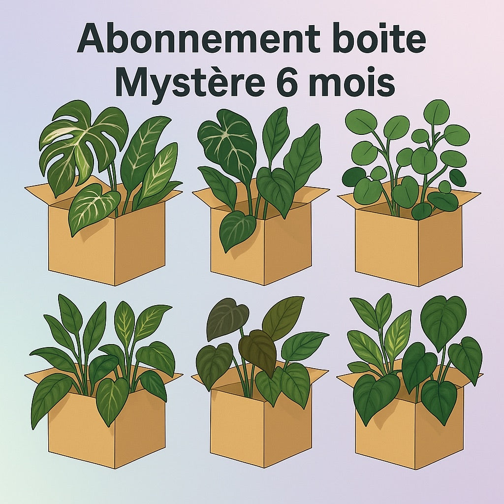Abonnement Boite mystère plante 6 MOIS