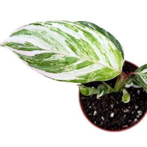 Calathea 'Glazie' ( 15 cm )