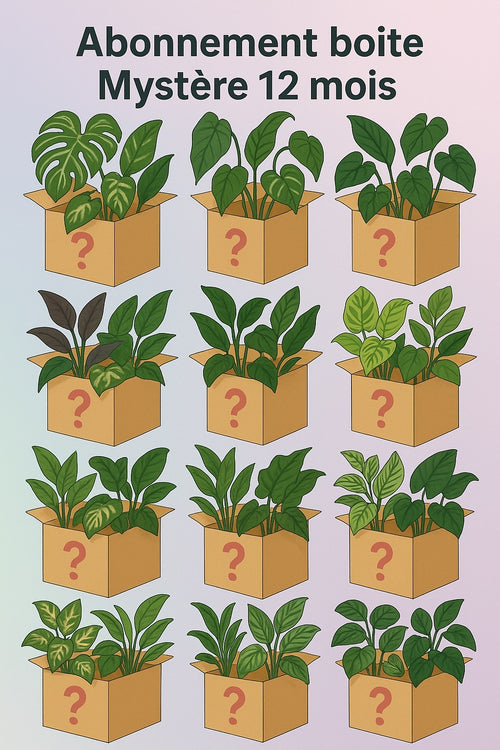 Abonnement Boite mystère plante 12 MOIS