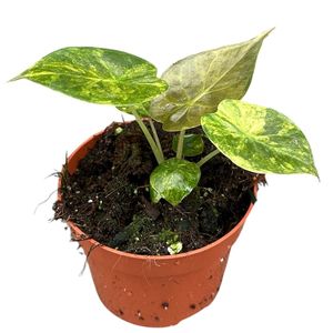 Alocasie wentii 'Aurea' ( 15 cm )