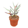 Alpinia SILVER ( 20 cm )