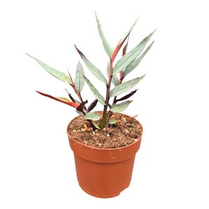 Alpinia SILVER ( 20 cm )