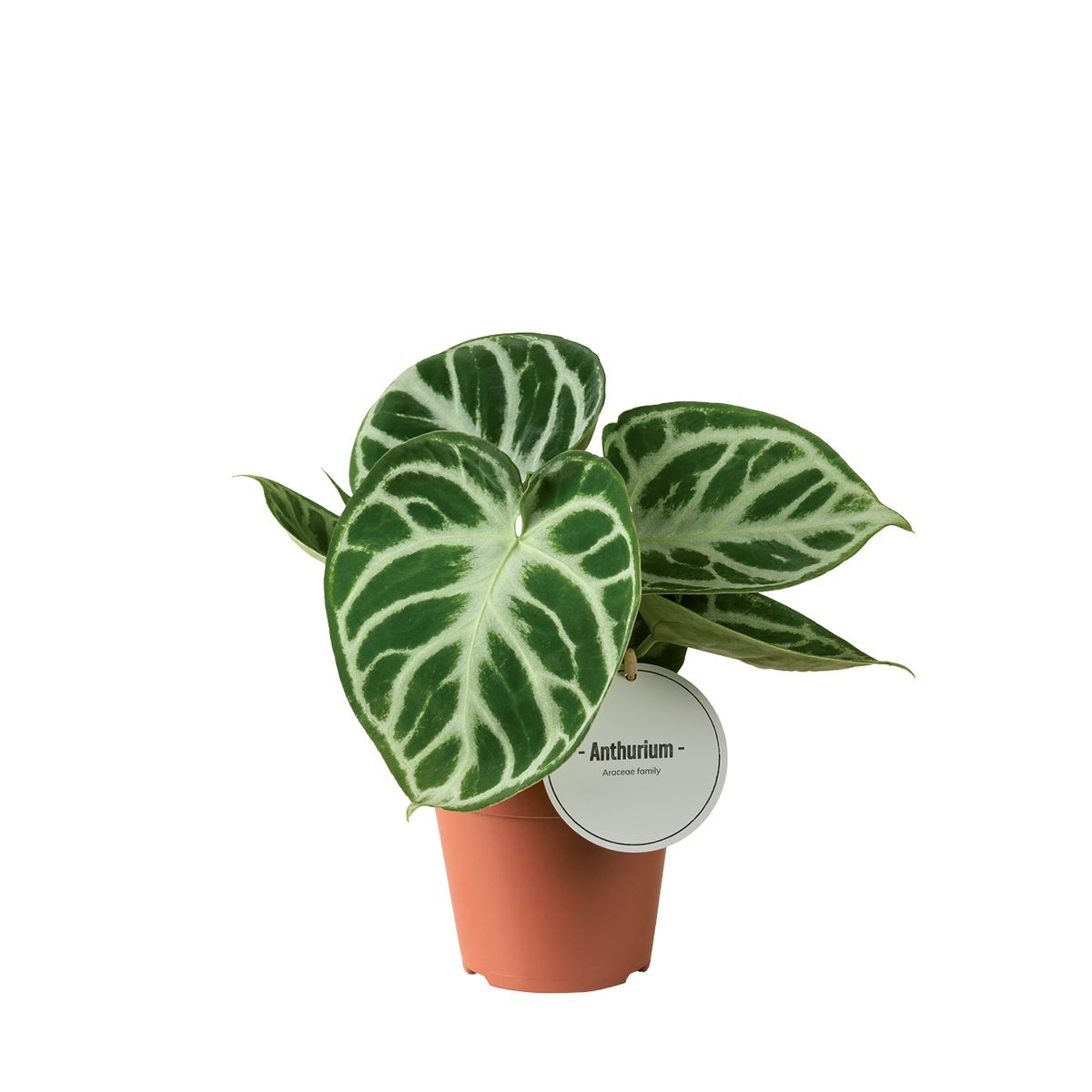 Anthurium crystallinum 'Silver Blush' ( 25 cm )
