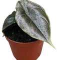 Alocasia azlanii ( 10 cm )