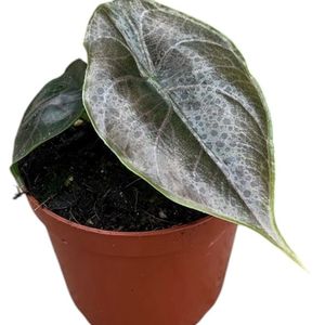 Alocasia azlanii ( 10 cm )