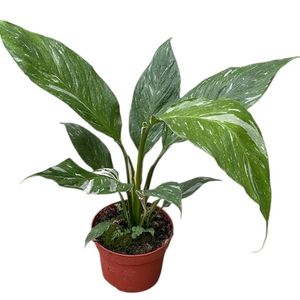Spathiphyllum DIAMOND ( 25 cm )
