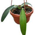 Anthurium wendlingeri ( 20cm )