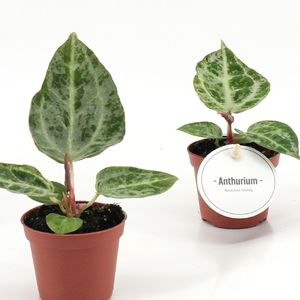 Anthurium 'Silver Blush Mint' ( 15 cm )