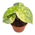 Alocasia 'Silver Dragon Variegata'( 10 cm )