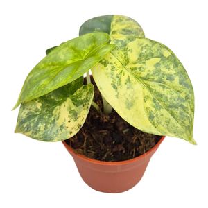 Alocasia 'Silver Dragon Variegata'( 10 cm )