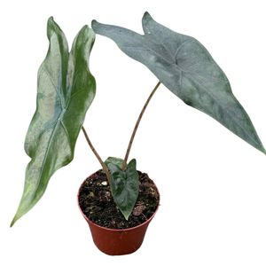 Alocasia nycteris 'Bat Wing' ( 12 cm )