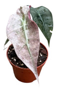 Alocasie 'Polly Variegata' ( 10 cm )