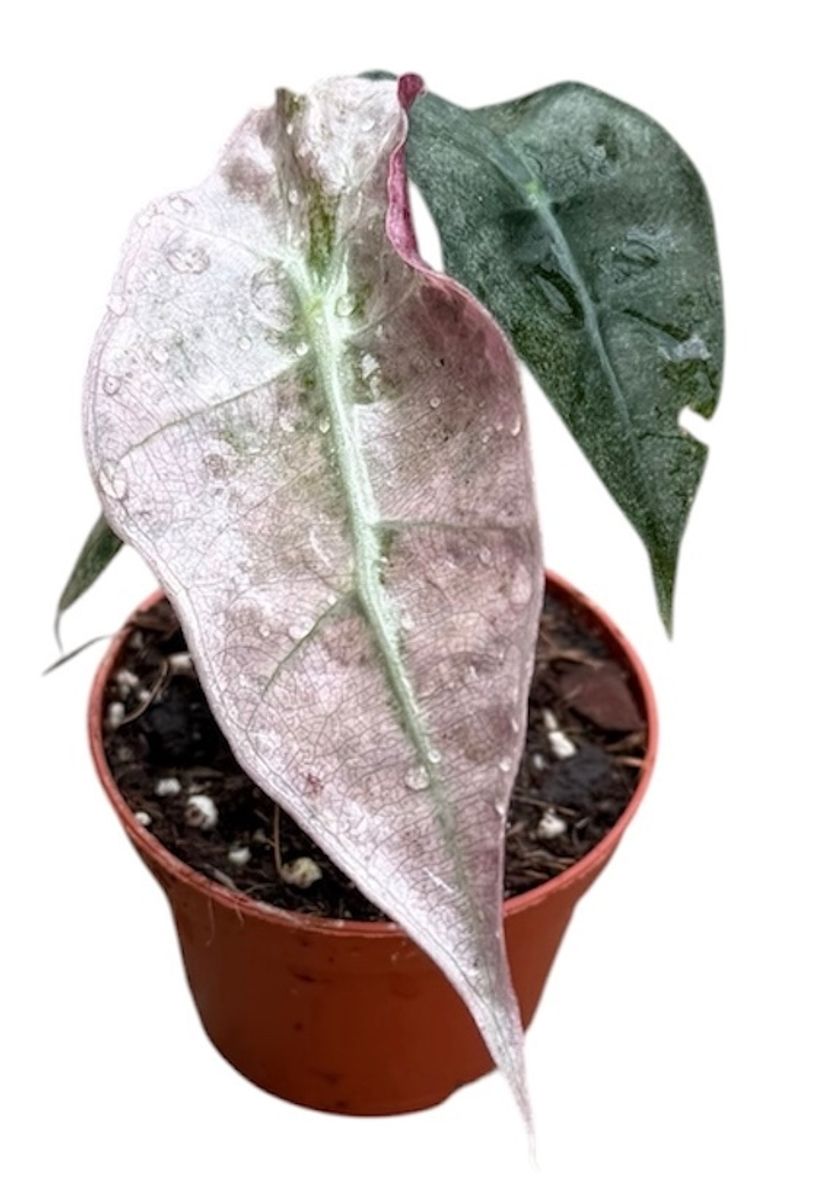 Alocasie 'Polly Variegata' ( 10 cm )