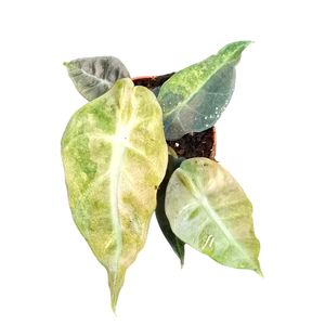 Alocasia 'Polly Variegata Aurea' ( 10 cm )