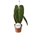 Philodendron melanochrysum ( 50 cm )