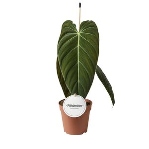 Philodendron melanochrysum ( 50 cm )